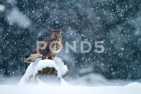 COMMON BUZZARD Stock Photos