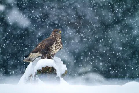 COMMON BUZZARD Stock Photos