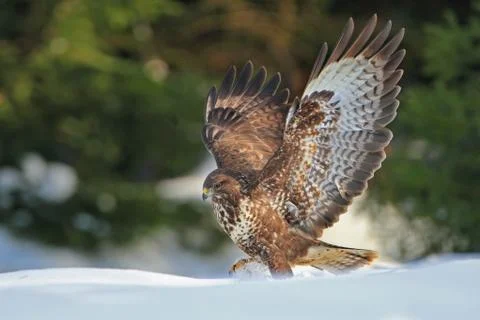 Common buzzard Stock Photos