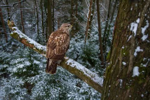 Common buzzard Foto stock