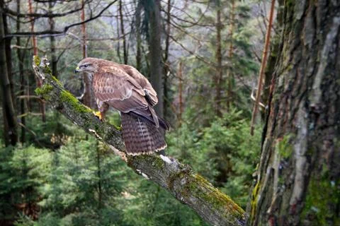 Common buzzard Foto stock