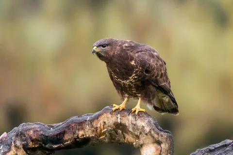 Common Buzzard Stock Photos