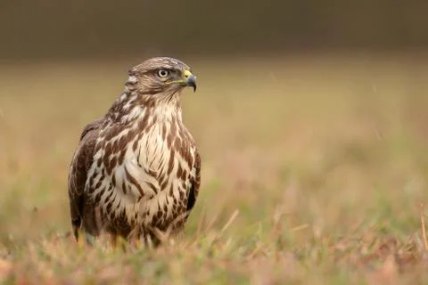 Common buzzard Stock Photos