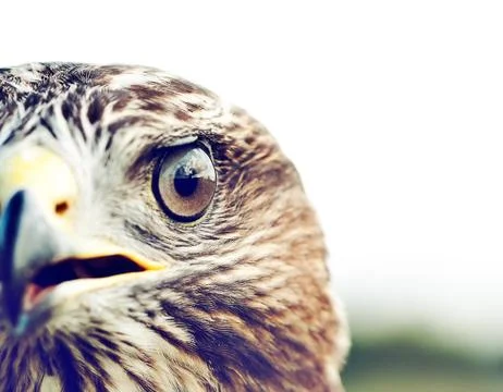 Common Buzzard Stock Photos