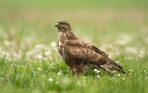 Common buzzard Stock Photos