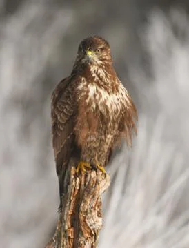 Common buzzard Stock Photos