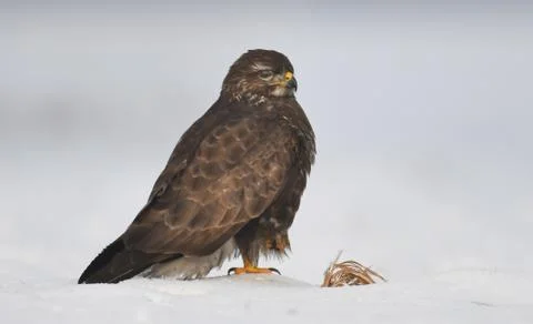 Common buzzard Stock Photos