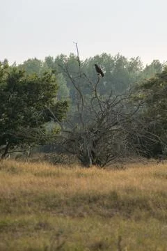 Common buzzard Stock Photos