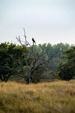 Common buzzard Stock Photos