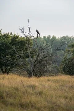 Common buzzard Stock Photos
