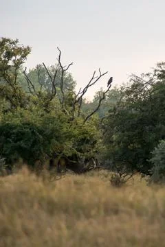 Common buzzard Stock Photos