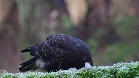 Common buzzard pluck and eat the dead woodpigeon on a forest floor, winter Stock Footage 104551304