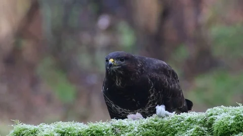 Common buzzard pluck and eat the dead woodpigeon on a forest floor, winter Stock Footage 104599813