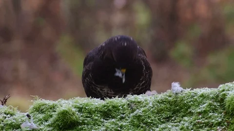 Common buzzard pluck and eat the dead woodpigeon on a forest floor, winter Stock Footage 104600544