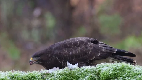 Common buzzard pluck and eat the dead woodpigeon on a forest floor, winter Stock Footage 104700313