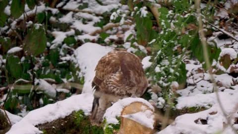 Common Buzzard plucking his prey in the snow Vidéo 162542813