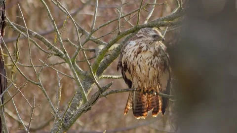 Common Buzzard Preening at a Forest Edge in Germany, Adult Raptor Grooming .. Stock Footage 343574034