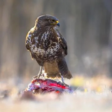 Common Buzzard with prey Stock Photos