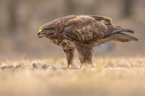 Common Buzzard with prey Stock Photos