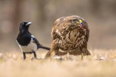 Common Buzzard with prey Stock Photos