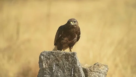 Common Buzzard raptor in the rock Stock Footage 117216620