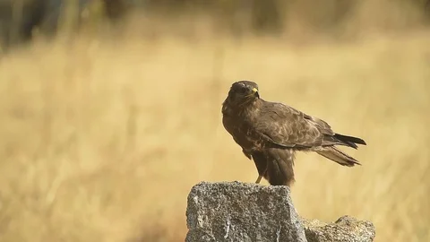 Common Buzzard raptor in the rock Stock Footage 117216840