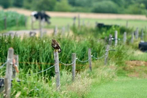 Common buzzard resting on a pole with fields in the background Stock Photos