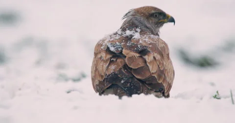 Common buzzard ripping and eating food of snow covered ground viewed from behind Stock Footage 266155398