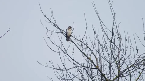 Common Buzzard Scanning for Prey at Forest Edge in Autumn Evening Light - H.. Stock Footage 341603641
