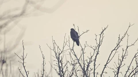 Common Buzzard Scanning for Prey at Forest Edge in Autumn Evening Light - H.. Stock Footage 341604875