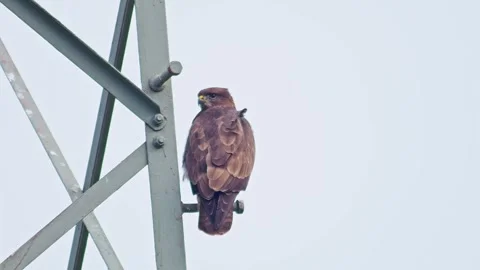 Common Buzzard Scanning for Prey at Forest Edge in Autumn Evening Light - H.. Stock Footage 341605217