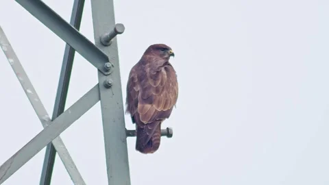 Common Buzzard Scanning for Prey at Forest Edge in Autumn Evening Light - H.. Stock Footage 341605226