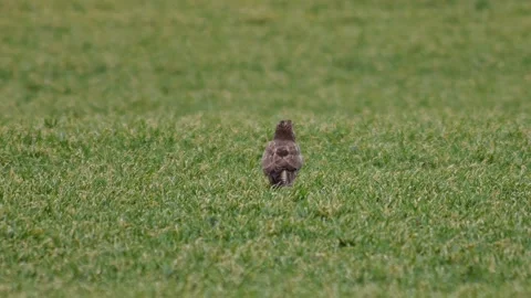 Common Buzzard Searching for Food in a Young Green Wheat Field, Winter Wild.. Stock Footage 343621016