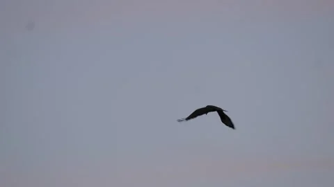 Common Buzzard Silhouette in Flight – Dusk Sky Raptor Wildlife 4K Stock Footage 339164034