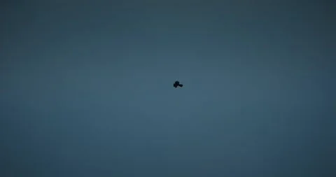 Common buzzard silhouette soaring in blue sky, wildlife video slow motion Stock Footage 333492271