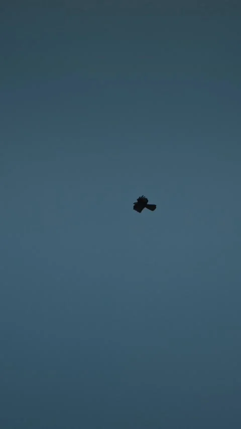 Common buzzard silhouette soaring in blue sky, wildlife video slow motion Stock Footage 341349512