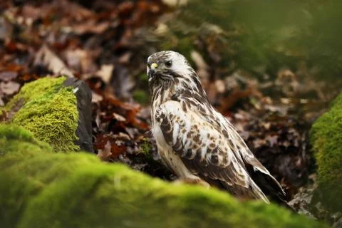 Common buzzard sit on tree trunk with moss in forest - Buteo buteo Foto stock