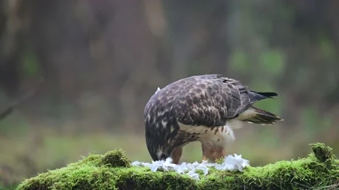 Common buzzard sits on the forest meadow and pluck a woodpigeon Stock Footage 138883517