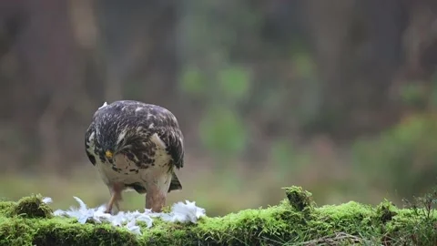 Common buzzard sits on a forest meadow and eats a woodpigeon Video stock 138884433