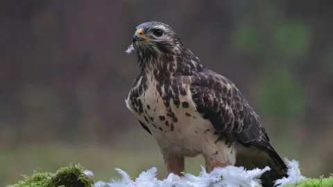 Common buzzard sits on a forest meadow with a woodpigeon and watch Stock Footage 138884589