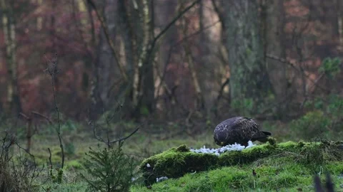 Common buzzard sits on a forest meadow and eats a woodpigeon Stock Footage 139403270
