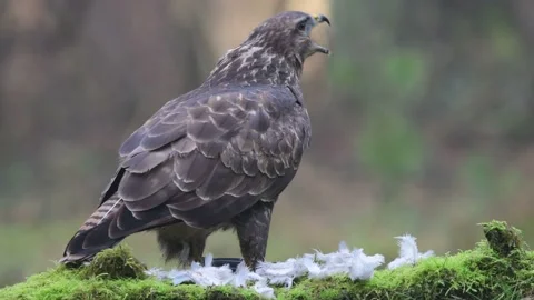 Common buzzard sits on a forest meadow and eats a leg from a woodpigeon Stock Footage 139403305