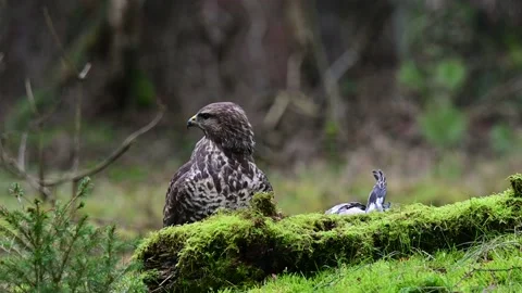 Common buzzard sits on the forest meadow and catch a dead woodpigeon Stock Footage 141132257