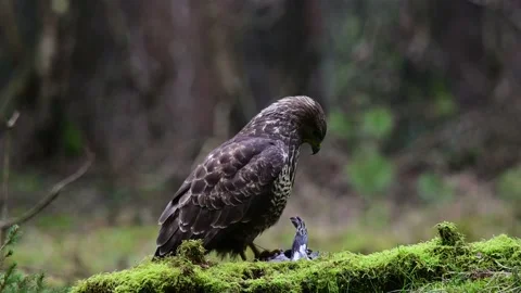 Common buzzard sits on the forest meadow  watching and pluck a woodpigeon Stock Footage 141132306