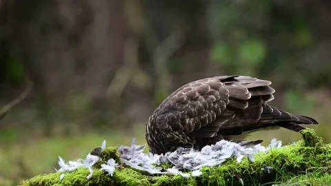 Common buzzard sits on the forest meadow and pluck a woodpigeon Video stock 141134234
