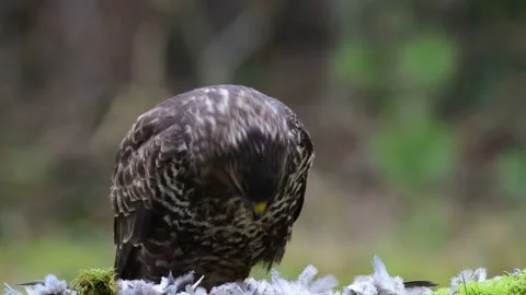 Common buzzard sits on a forest meadow and eats a woodpigeon Video stock 141134959