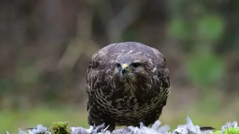 Common buzzard sits on a forest meadow and eats a woodpigeon Stock Footage 141135011