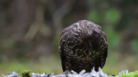 Common buzzard sits on the forest meadow and pluck the woodpigeon Stock Footage 141135072