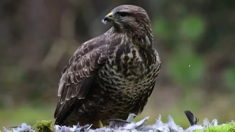 Common buzzard sits on the forest meadow and pluck the woodpigeon Stock Footage 141135128