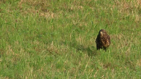 Common buzzard sitting alert on the ground - listening, looking for prey Stock Footage 312202934